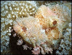 Tassled Scorpionfish, Wakatobi, Indonesia. Sea & Sea MMII... by Andy Heath 